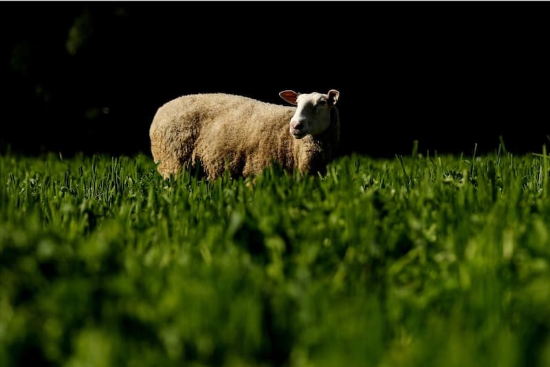 Productos como la carne de oveja y las frutas frescas también podrán acceder al dólar a $ 300.