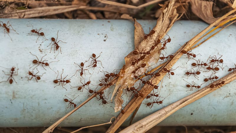 Las termitas causan estragos en los muebles.