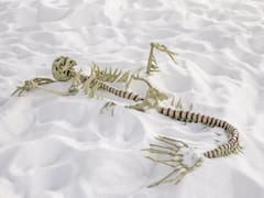 Sólo por el finde: Un esqueleto de sirena, eje de una muestra de arte en Puerto Madero