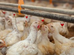 Argentina busca recuperar el comercio aviar con su principal comprador en el mundo