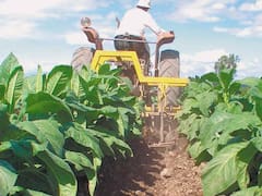 Tabacaleros de Tucumán reclaman a la Nación el envío de fondos