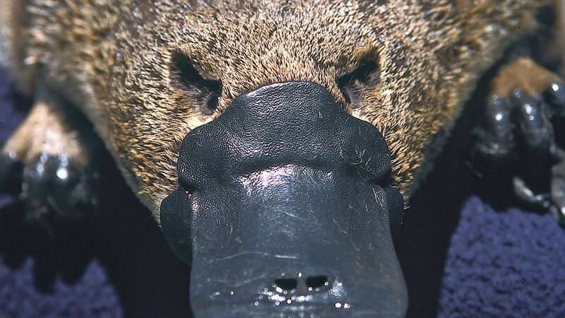 <div class="migrated-promo-image__description"><div class="migrated-promo-image__source">Fuente: Dr. Philip Bethge, CC BY-SA 4.0</div></div>