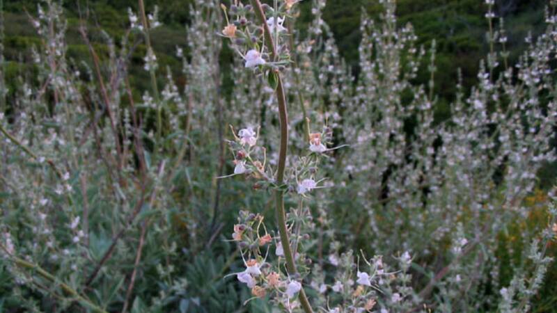 La hierba ancestral y sagrada que cura dolores de cabeza, resfriados, dolores musculares y problemas digestivos.