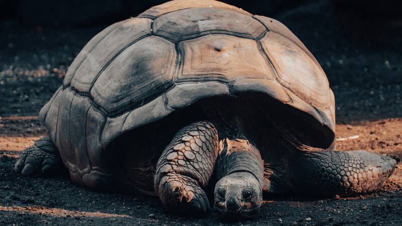 Hay animales que tienen una longevidad mucho mayor a la de los humanos.