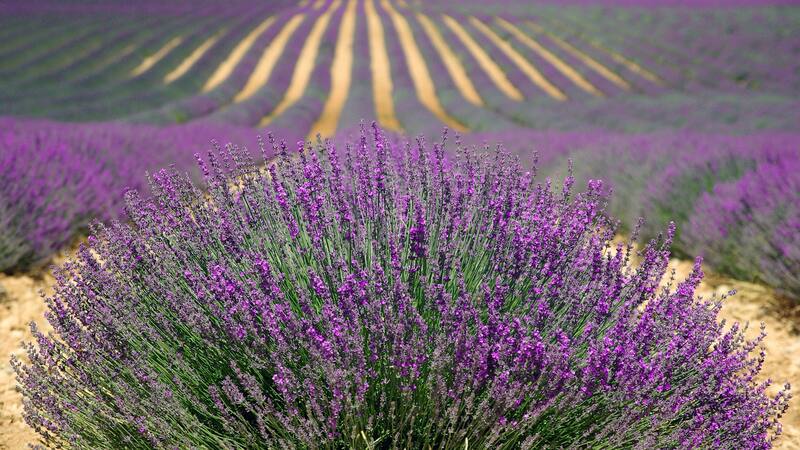 Escapadas: los campos de lavanda son protagonistas esenciales en esta localidad.