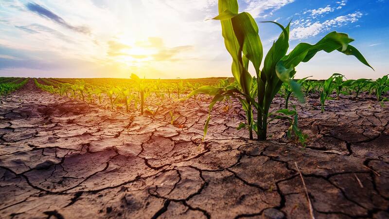 Alerta ola de calor: se esperan temperaturas de 50 grados y una sequía histórica, ¿cuándo comenzará?