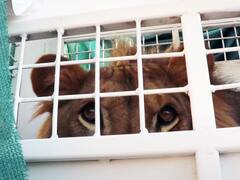 El rey de la selva por vía aérea, otro gran desafío de la logística