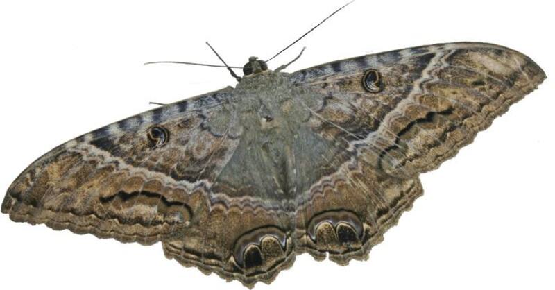 La mariposa nocturna es esencial para el cuidado del medioambiente. Fuente: Archivo.