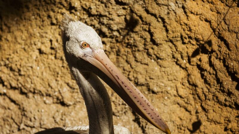 El cráneo fósil de Vegavis iaai revela características clave para su vinculación con aves acuáticas modernas.