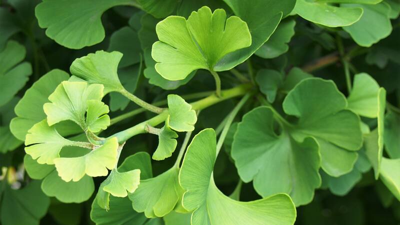 Conocé la mejor forma de preparar esta hierba medicinal.
