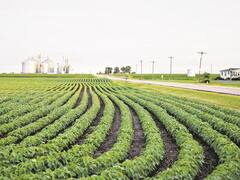 El clima ya preocupa al campo: primavera seca y ventosa complica al trigo y planes para la gruesa