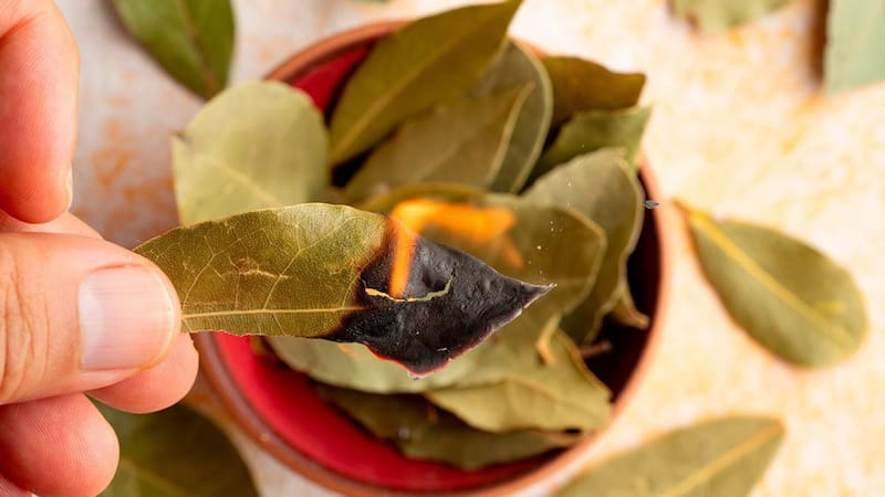 Al quemar hojas de laurel por la noche se eliminan las energías estancadas en el hogar. (Foto: Pixabay)