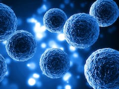 Cambian todos los fundamentos de la biología: hallaron un "tercer estado" celular que desafía todo lo que conocemos de la vida y la muerte