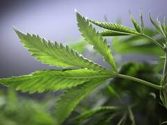 El Senado aprobó el cannabis medicinal: qué es lo que permite la ley