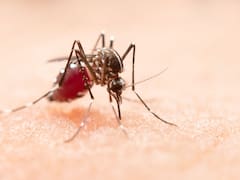 Alerta dengue: cuáles son los factores que influyen en la supervivencia del mosquito y a qué hora pican más