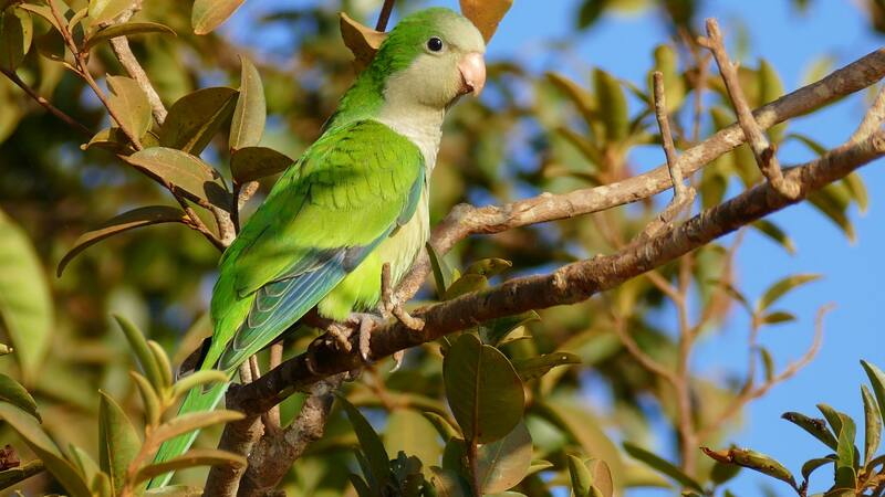 La cotorra argentina, especie invasora, plantea retos para la biodiversidad de Chile.