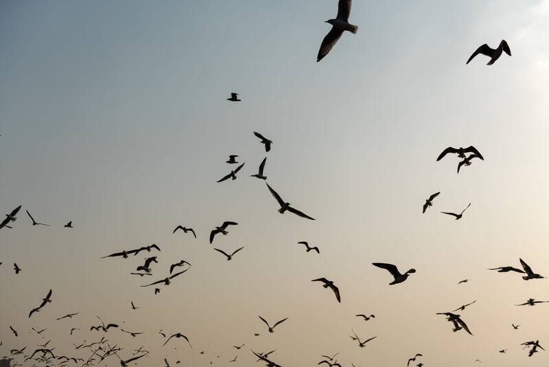 Los científicos notaron mayor agresividad especialmente en las hembras. Fuente: archivo.