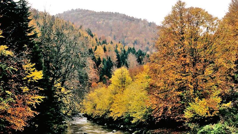 El bosque de ensueño en Navarra que es patrimonio de UNESCO.