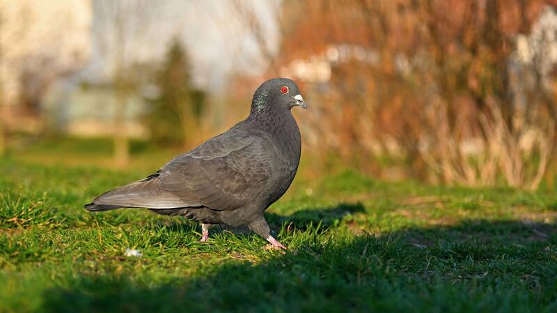 Existen varios trucos para ahuyentar a las palomas de tu jardín.