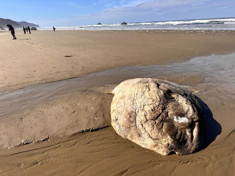 El pez luna permaneció en la playa hasta que el equipo de especialistas logró retirarlo del lugar. (Foto: Facebook Seaside Aquarium)