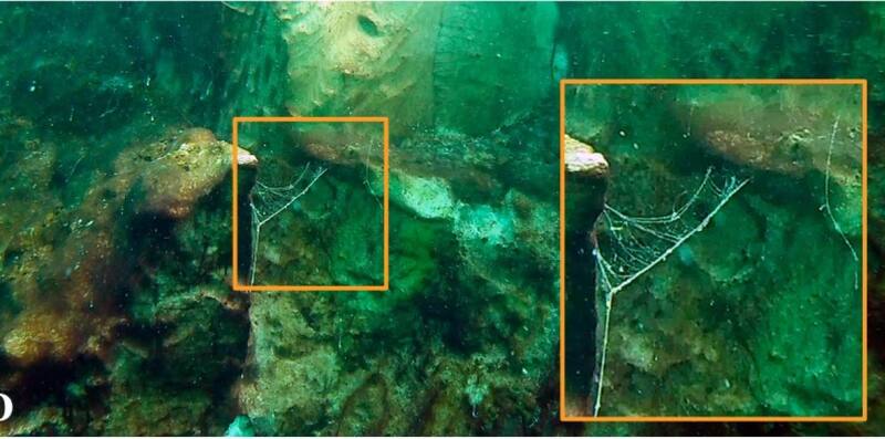 Así se ve el interior del cráter. Fuente: Frontiers Marine Sciences