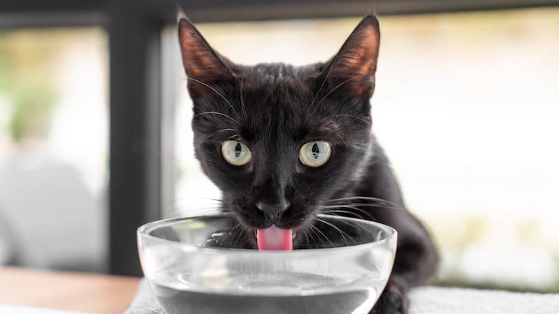 Un gato bien socializado desde pequeño tiende a ser más amigable y menos temeroso de nuevas situaciones. Foto: Freepik.es