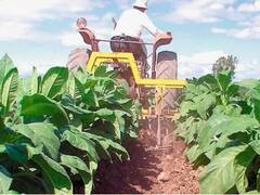 Las cámaras tabacaleras cuestionaron el pedido de la OMS de reconvertir el cultivo hacia alimentos
