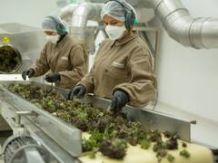 Cannabis Medicinal: Anmat habilita la primera planta industrial de producción y procesamiento farmacéutico