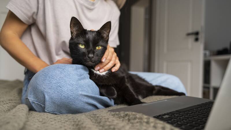 Diferentes gestos de los gatos son indicadores de su estado de ánimo.