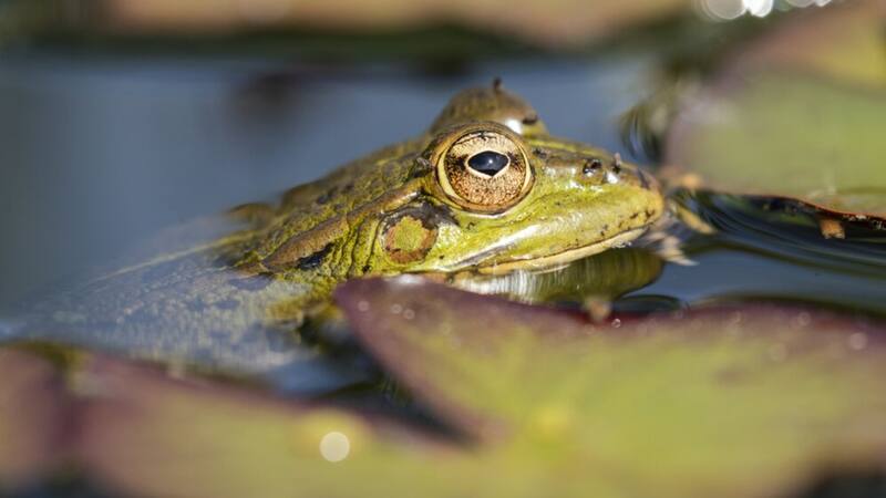Este ejemplar apareció en una zona muy complicada para su subsistencia.