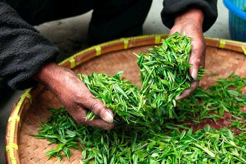 Esta infusión tiene muchas similitudes con el té verde.