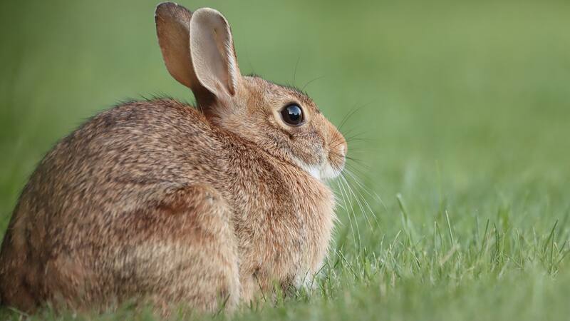 Un equipo de biólogos identificó al conejo de cola de algodón Omiltemi en siete de las diez zonas exploradas en la Sierra Madre del Sur.