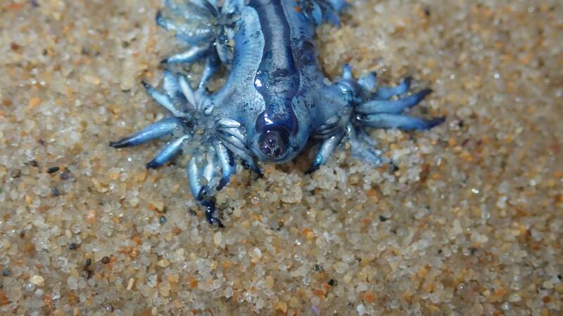 Cierran una famosa playa por presencia de un molusco venenoso conocido como el "dragón azul".