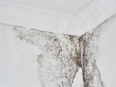 No es lavandina: el sencillo truco para quitar el moho y las manchas de humedad de la pared