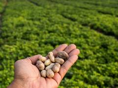 Un fuerte jugador del agro comenzará a producir y exportar el nuevo producto 'estrella'