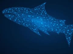 La "estafa del tiburón" que vacía las cuentas bancarias y el homebanking