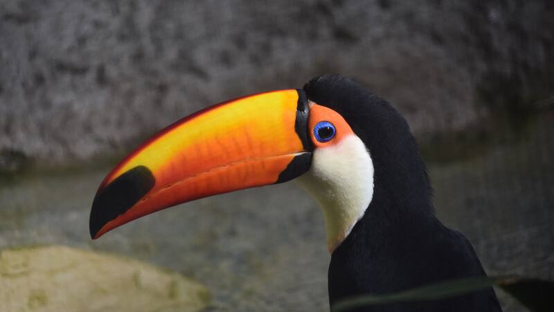 Las imágenes y videos del tucán fueron viralizados en redes sociales tras ser publicadas en X.