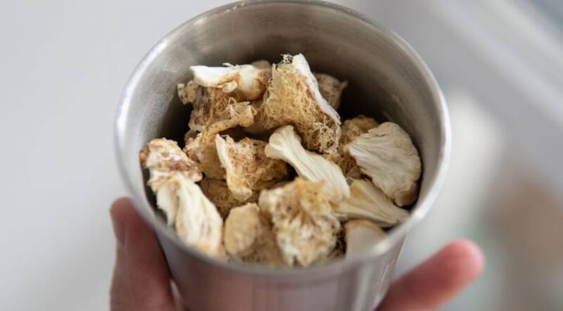 Es una seta comestible que, según los científicos, influye notablemente en el crecimiento de las células cerebrales y en la mejora de la memoria. (Imagen: archivo)