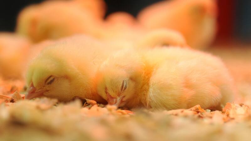 Gripe aviar: cómo sacrificarán a los 180.000 infectados "de manera no violenta"