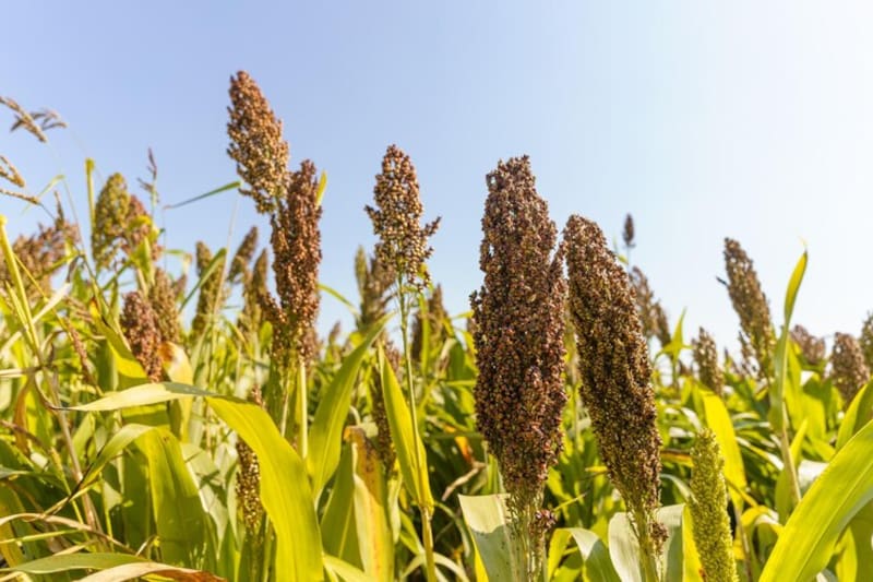 Cultivado en el sorghum belt de Estados Unidos, el sorgo crece en condiciones de sequía sin perder calidad (Foto: Archivo El Cronista)