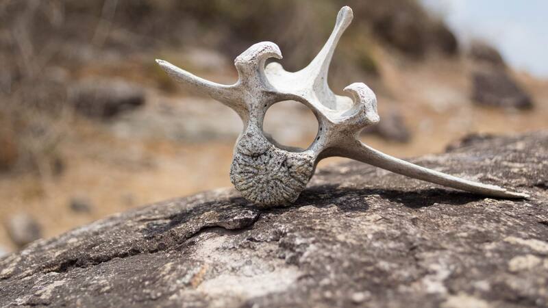 Los adornos ancestrales elaborados durante el período gravetiense datan aproximadamente de hace 34,000 a 24,000 años atrás.