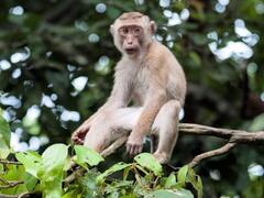 Histórico hallazgo sobre los monos: tienen una habilidad especial hasta ahora atribuida a los humanos