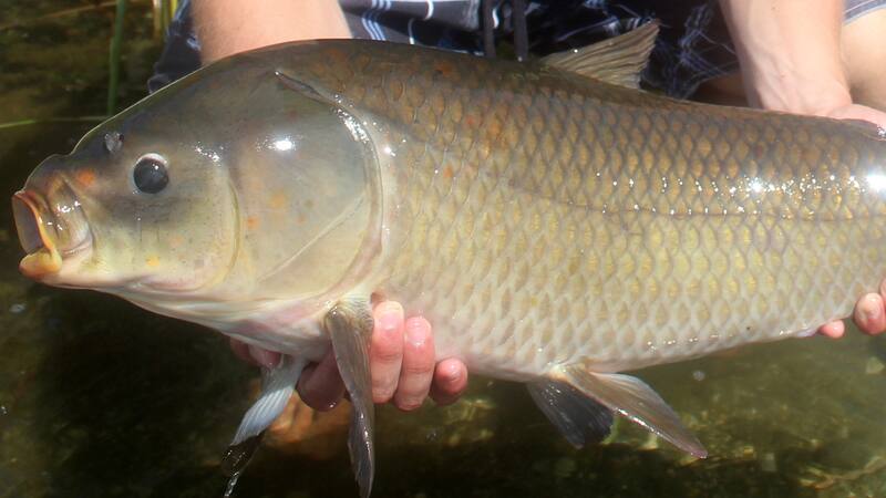 El pez búfalo puede vivir más de 100 años. Foto: X