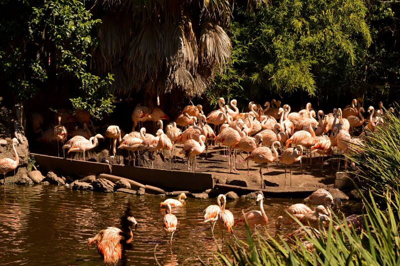 Más de 100 flamencos viven en la laguna del bioparque que se encuentra en el predio.