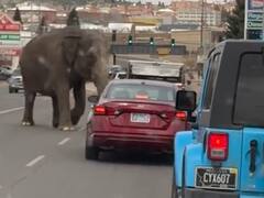 Momento Jumanji: un elefante se escapó del circo en Montana