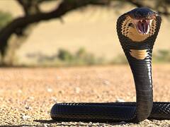 Descubren nueva especie de cobra gigante en la India: es la serpiente venenosa más grande del mundo
