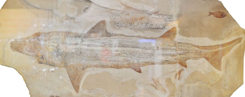 Los fósiles de tiburones encontrados anteriormente no tenían el esqueleto completo, lo que dificultaba los estudios posteriores. (Foto: Wikimedia)