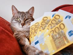 Murió la Ley de Sucesiones: ¿pueden las mascotas heredar la fortuna de sus dueños? Esto dicen los expertos