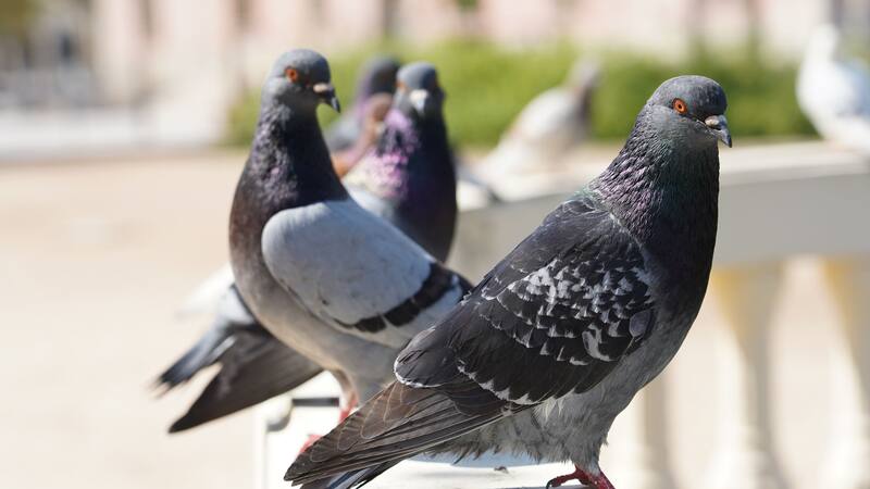 Los nuevos hallazgos desafían la clasificación tradicional de las aves y podrían llevar a una revisión de las teorías evolutivas.