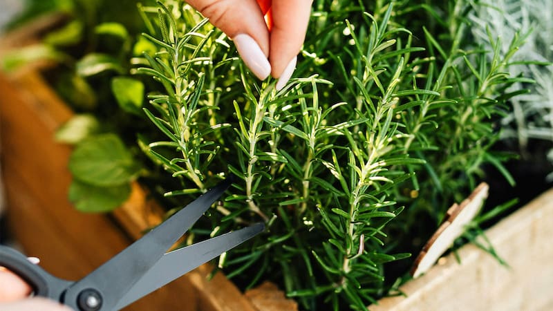 Investigadores descubrieron sorprendentes efectos del romero en funciones claves del organismo.